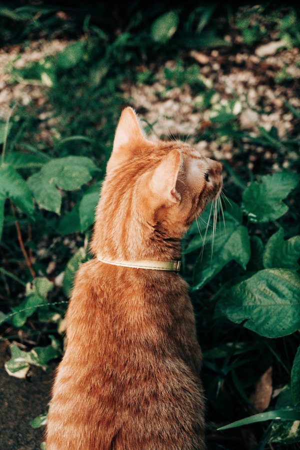 Comment mettre en place un jardin sensoriel pour les enfants dans une école ?