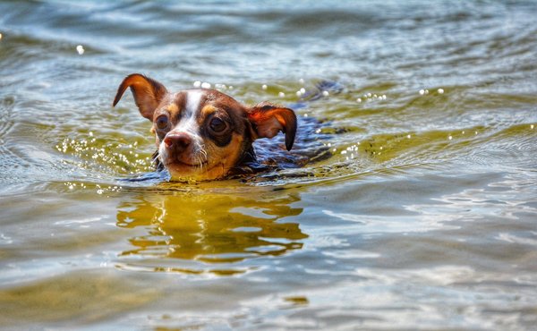 Quelles méthodes pour débuter dans le chant choral communautaire?